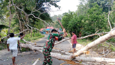 Babinsa dan Warga Bahu-membahu Bersihkan Pohon Tumbang yang Menutupi Jalan Raya