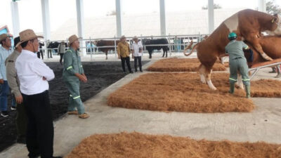 Menteri Pertanian Amran Mendorong Peningkatan Produktivitas Semen Beku untuk Meningkatkan Populasi Ternak