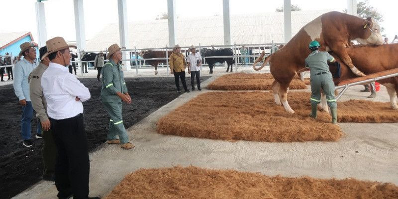 Menteri Pertanian Amran Mendorong Peningkatan Produktivitas Semen Beku untuk Meningkatkan Populasi Ternak