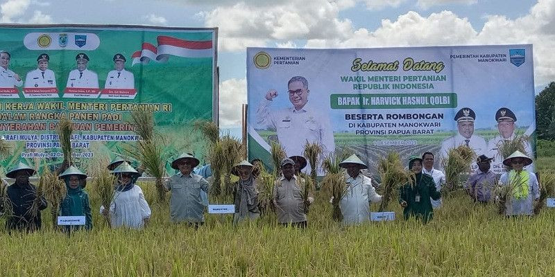 Menteri Pertanian Mendorong Panen Padi di Manokwari Demi Menjadi Lumbung Pangan Papua Barat