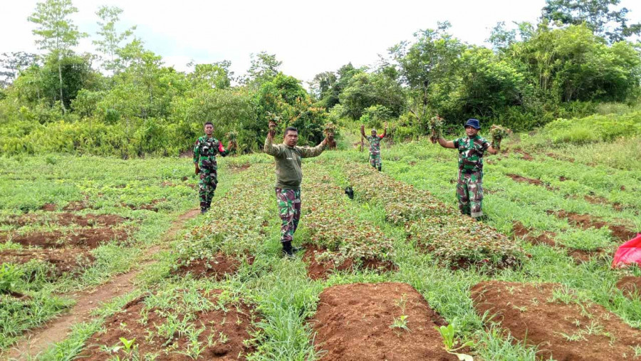 Babinsa Koramil Biak Kota Posramil 01 Biak Timur Mengadakan Panen Sayur Bayam Belang dalam Program Hanpangan