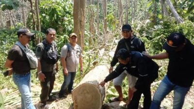 Pria di Malang Mengangkut Kayu Jati Curian di Hutan pada Malam Hari
