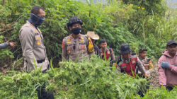 Temuan Ganja di Lereng Gunung Semeru Jadi 25 Ribu Batang