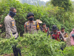 Temuan Ganja di Lereng Gunung Semeru Jadi 25 Ribu Batang