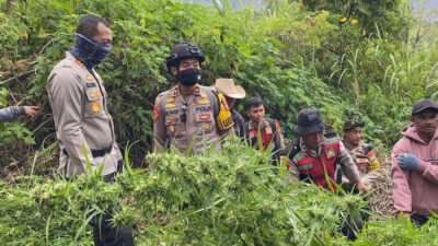 Temuan Ganja di Lereng Gunung Semeru Jadi 25 Ribu Batang