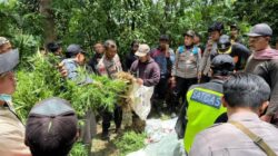 Ratusan Tanaman Ganja Ditemukan di Lereng Gunung Semeru, 2 Orang Ini Dalangnya