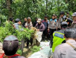 Ratusan Tanaman Ganja Ditemukan di Lereng Gunung Semeru, 2 Orang Ini Dalangnya