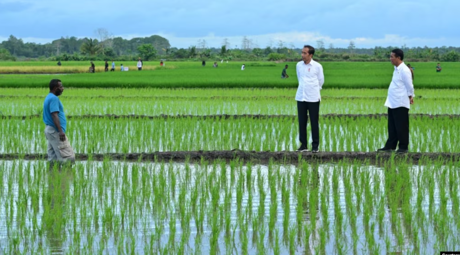 Aktivis Papua Desak Penghentian Proyek Satu Juta Hektar Sawah di Merauke