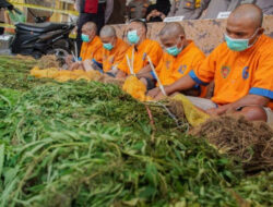 Lagi, Polisi Temukan 4.515 Batang Ganja di Lereng Gunung Semeru