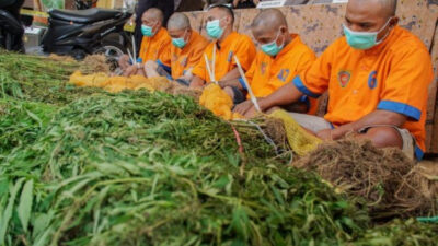 Lagi, Polisi Temukan 4.515 Batang Ganja di Lereng Gunung Semeru