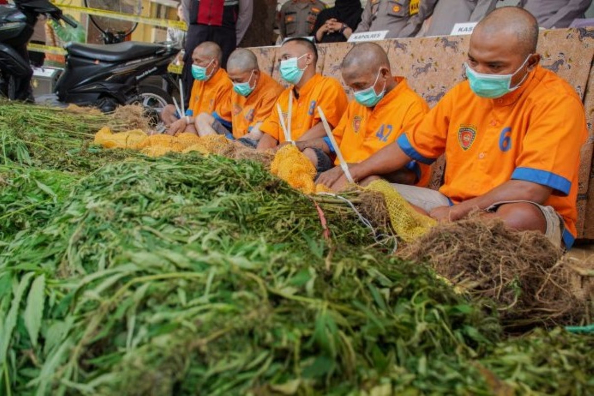 Lagi, Polisi Temukan 4.515 Batang Ganja di Lereng Gunung Semeru