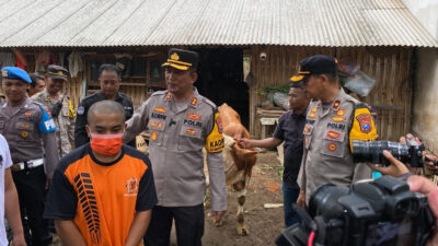 Polisi di Lumajang Tembak Pencuri Sapi Limosin Saat Kabur ke Kebun Tebu