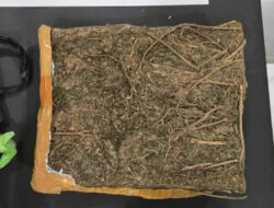 “Pengungkapan Polres Malang: 2 Pengedar Narkoba Ditangkap, 1 Kg Ganja Disita”